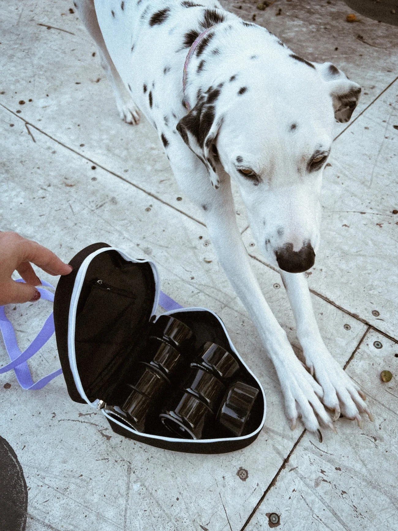 Dalmatian Wheel Bag & Purse - Image 8